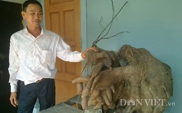 Gần nửa giờ đồng hồ đào bới đất, gia đình ngỡ ngàng phát hiện củ khoai vạc có hình thù kỳ lạ. Qua cân và đo đạc thì củ khoai có kích thước chiều cao khoảng 65cm, chiều dài 80cm và có trọng lượng hơn 50kg. Trước đó, vào ngày 21/2/2015 (mồng 3 tết Âm lịch) gia đình cũng đã từng đào lên một củ khoai vạc trong vườn nặng khoảng 6kg.