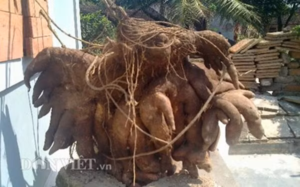 “Chúng tôi sẽ không bán hoặc nấu củ khoai mà xem đó như là “lộc” đầu năm và sẽ trưng bày ở sân cho mọi người đến chiêm ngưỡng”, ông Hùng cho biết.