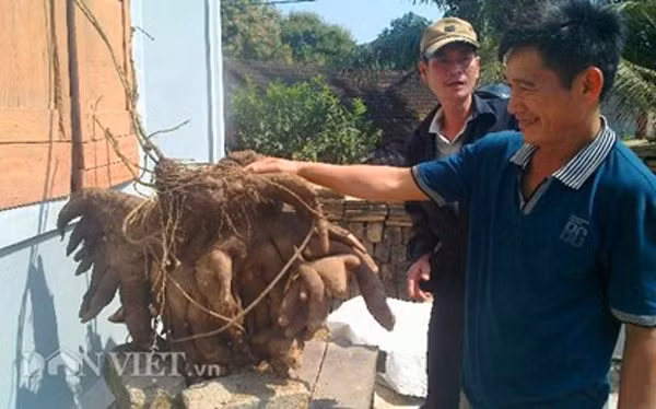 Ông Hùng bên củ khoai vạc khổng lồ vừa đào được trong vườn.