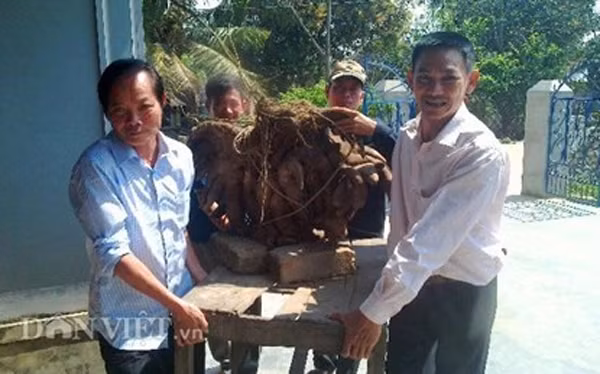 Trao đổi với phóng viên, ông Hùng cho biết, vào đầu tháng 2/2014, bà Nguyễn Thị Vy, 45 tuổi (vợ ông Hùng) đi chợ mua được mấy củ khoai vạc về làm giống. Sau một thời gian chăm sóc, vun xới, đến ngày 25/2/2015 (mồng 6 Tết Âm lịch) ông Hùng ra vườn tưới nước cho cây thì phát hiện đất xung quanh gốc cây khoai vạc ùn lên, ông Hùng đã báo với vợ con ra xem.