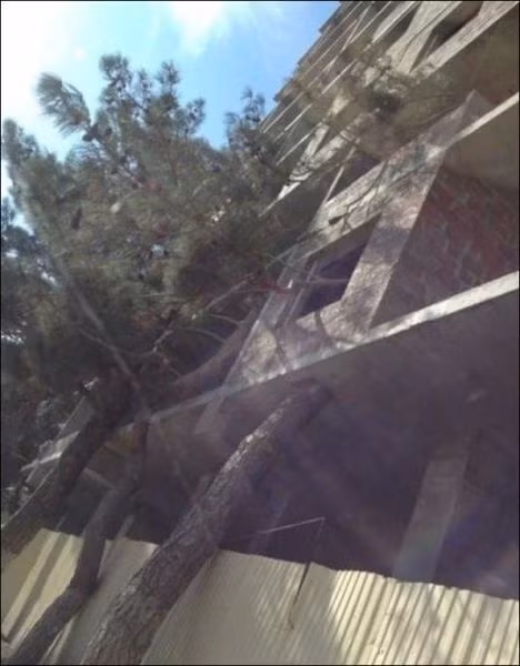 Cây xuyên tường.