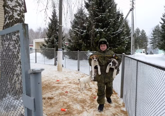 Các chú chó được huấn luyện từ khi còn rất bé.