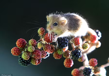 Cây mâm xôi. Nhìn từ xa thì loài cây này trông dễ thương, nhưng độ nguy hiểm của nó còn hơn cả các hàng rào gai thép dây.