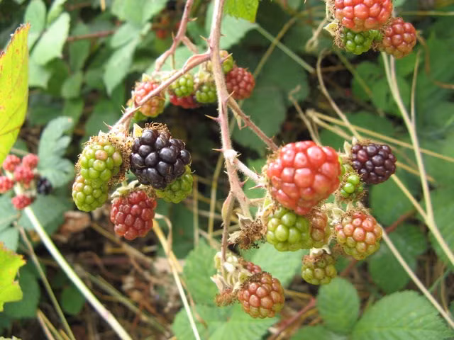 Loài cây này phát triển tới vài mét rộng và chiều cao, hình thành dày đặc, các bụi gai tua tủa đáng sợ.