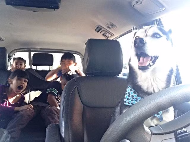 Thắt đai an toàn vào đi nào các cô, cậu chủ nhỏ!