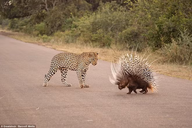 Con báo rất e ngại những chiếc lông của chú nhím.