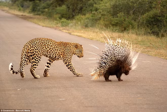"Con báo không có cơ hội nào trong cuộc chiến với chú nhím. Con báo dường như quá thiếu kinh nghiệm", Lisl cho biết.