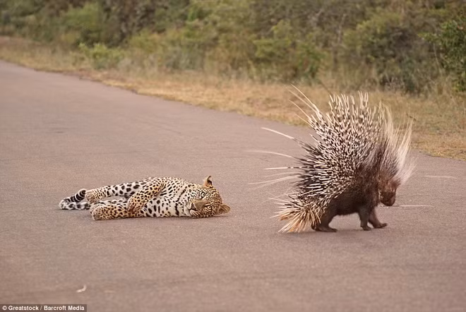 Con báo ngán ngẩm nằm dài xuống đất.