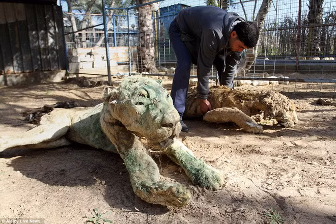 Các loài động vật chết khô vì đói. 