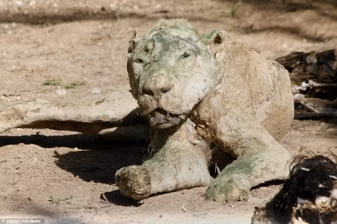 Nhiều loài động vật ở vườn thú Khan Younis đã chết khô. Vườn thú trên được mở cửa từ năm 2007.