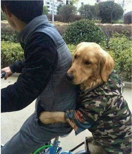 "Gấu" không có nhưng chó phải có một con.