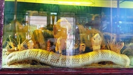 Ran ho mang chua lon nhat Viet Nam dai hon 4m nang den 20kg