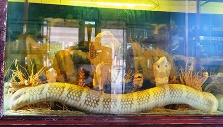 Ran ho mang chua lon nhat Viet Nam dai hon 4m nang den 20kg