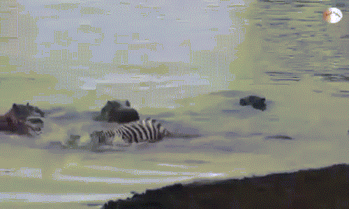 Dan ha ma hop suc cuu ngua van khoi ham ca sau-Hinh-2