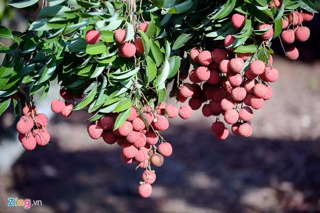 Vai thieu Luc Ngan truoc khi xuat ngoai ra nuoc ngoai.-Hinh-3