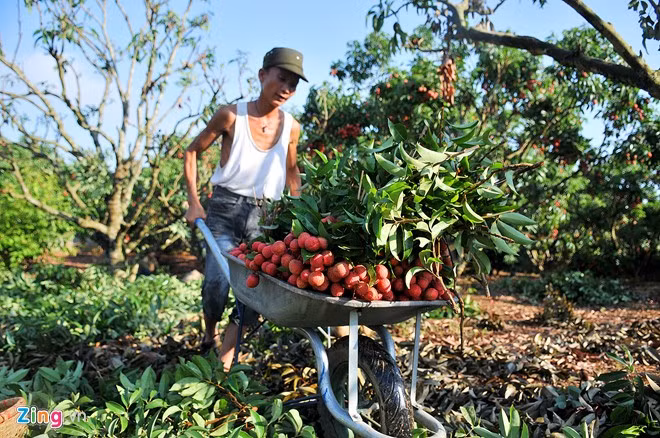 Vai thieu Luc Ngan truoc khi xuat ngoai ra nuoc ngoai.-Hinh-6