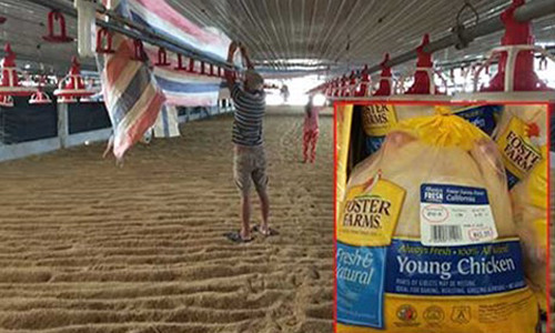 Nghi van ga ngoai gia re bat thuong la ga thai