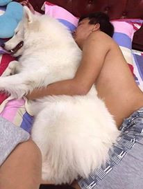 Chó phải có một con.