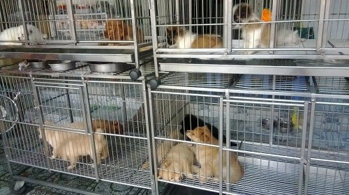 2. Chợ chó mèo Lê Hồng Phong, quận 10, TP HCM: Chợ hình thành từ khoảng năm 1990, ban đầu chỉ có vài hộ với mấy lồng nhỏ bán chó con. Đến năm 2000, những người bán chó cảnh ở chợ Cầu Muối (quận 1) bị giải tỏa, về đây thuê mặt bằng, hình thành chợ sôi động như bây giờ. Sau khi có chợ chó, các cửa hàng bán mèo cũng theo đó mọc lên. "Hàng" ở đây đủ loại, từ chó, mèo ta có giá 200.000 đồng mỗi con đến loại cao cấp nhập ngoại giá 30-40 triệu đồng.