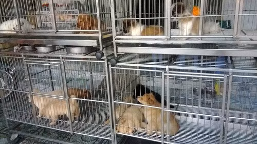 2. Chợ chó mèo Lê Hồng Phong, quận 10, TP HCM: Chợ hình thành từ khoảng năm 1990, ban đầu chỉ có vài hộ với mấy lồng nhỏ bán chó con. Đến năm 2000, những người bán chó cảnh ở chợ Cầu Muối (quận 1) bị giải tỏa, về đây thuê mặt bằng, hình thành chợ sôi động như bây giờ. Sau khi có chợ chó, các cửa hàng bán mèo cũng theo đó mọc lên. "Hàng" ở đây đủ loại, từ chó, mèo ta có giá 200.000 đồng mỗi con đến loại cao cấp nhập ngoại giá 30-40 triệu đồng.