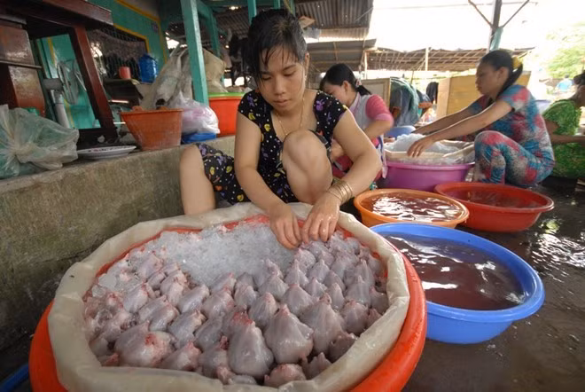 8. Chợ chuột Phù Dật: Đây được xem là chợ chuột lớn nhất miền Tây. Chợ nằm ở xã Bình Long, huyện Châu Phú, tỉnh An Giang. Hoạt động mua bán sôi động nhất vào 5h-9h sáng mỗi ngày. Trung bình hàng ngày có 3 đến 5 tấn chuột được tiêu thụ lẻ. Chuột ở chợ còn được bán đi khắp cả nước, nhiều nhất là TP HCM và ra cả miền Bắc.