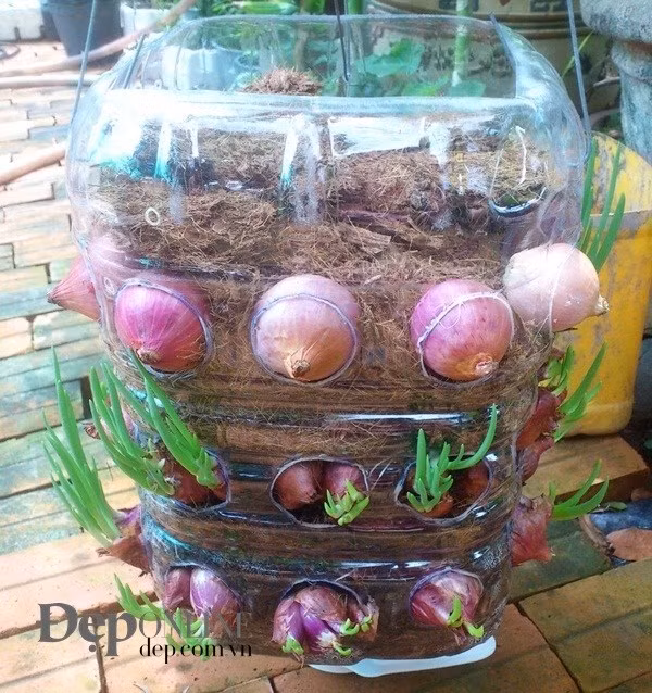 Tưới ẩm hằng ngày và chờ thành phẩm nhé các bạn, hành sẽ lên mầm rất nhanh đấy. Chỉ sau khoảng một tuần là các bạn có thể cắt hành trên chậu mang vào dùng mà không hề dính bấn hay sợ nhiễm thuốc bảo vệ thực vật nhé.