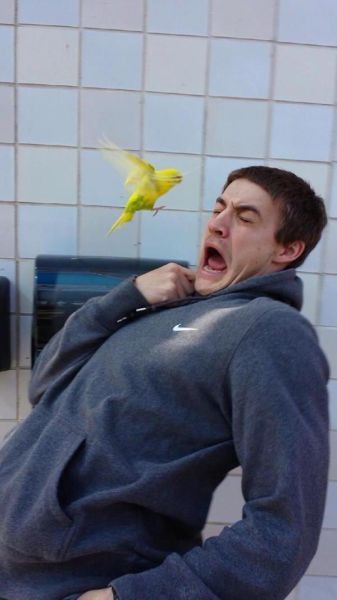 Em chỉ là một con chim bé nhỏ thôi mà!