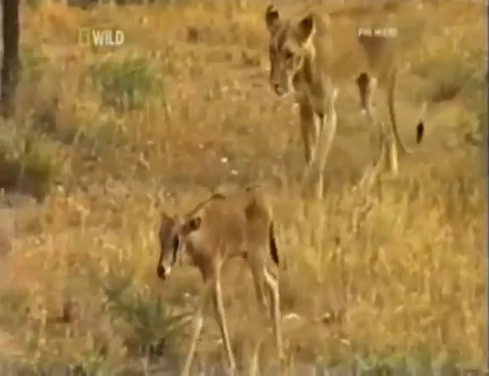 Ngac nhien su tu cai nhan linh duong lam con nuoi