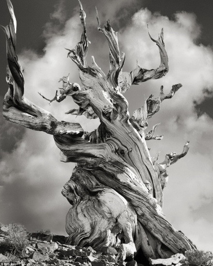 Nhiếp ảnh gia người Mỹ Beth Moon đã dành 14 năm để đi du lịch vòng quanh thế giới và ghi lại những hình ảnh về các cây cổ thụ đẹp nhất thế giới. Trong ảnh, cây thông Bristlecone ở Mỹ được cho là đã 5.000 năm tuổi.