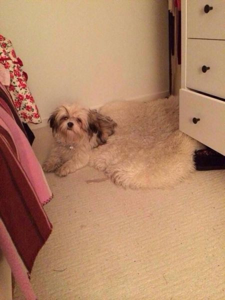 Cẩn thận nhìn nhầm.