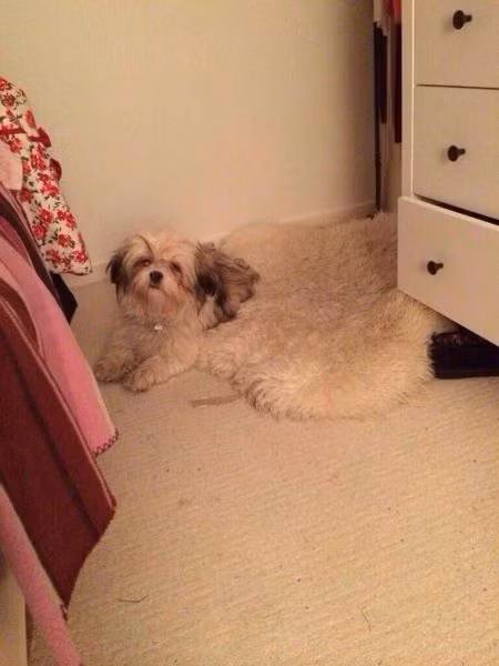 Cẩn thận nhìn nhầm.