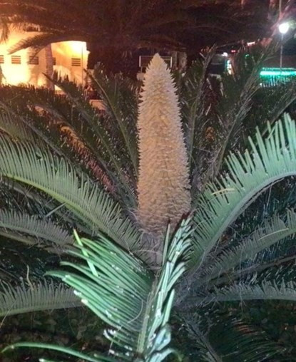 Cay van tue o ben Ninh Kieu tro bong dau nam moi