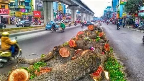 Nha tai tro thanh minh chuyen giuc chat 6700 cay xanh HN