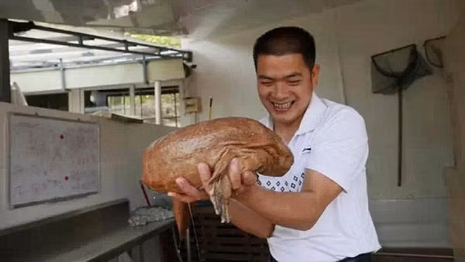 Anh Xiao đã thả con kỳ giông vào một cái chậu.