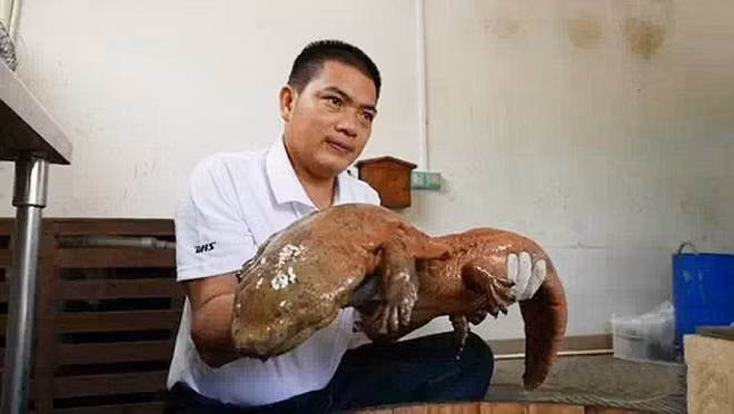 Con kỳ giông dài 83cm và nặng 5,5kg.