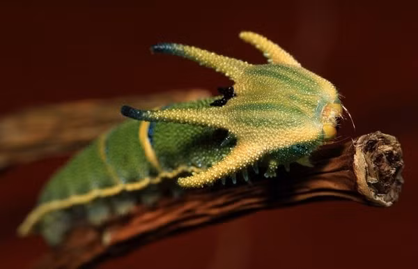 Bướm Tailed Emperor thường đẻ trứng trên cây Illawarra Flame ở phía đông Australia. Ấu trùng của chúng xuất hiện vào khoảng tháng 3, tháng 4 hàng năm. Đầu của sâu bướm gồm 4 sừng cứng. Nhiều người cho rằng nó giống đầu của khủng long thời tiền sử.