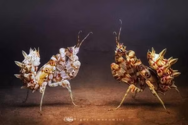 Phân bố ở phía nam châu Phi, bọ ngựa gai hoa (Pseudocreobotra wahlbergi) sở hữu thân hình khá nhỏ, với chiều dài khoảng 38 mm. Chúng rất hiếu chiến và sẵn sàng ăn cả những loài bọ ngựa khác. Trứng của bọ ngựa gai hoa Pseudocreobotra wahlbergi lớn gấp 3 lần cơ thể con cái.