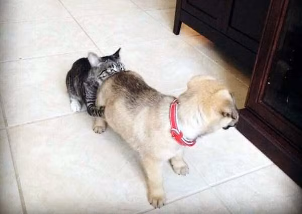 Làm trò gì vậy mèo!