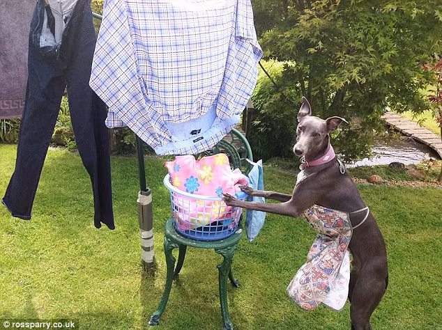 Cặm cụi phơi quần áo.