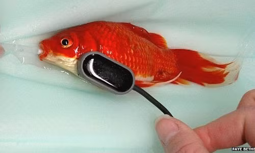 Chi 10 trieu dong chua benh tao bon cho ca vang