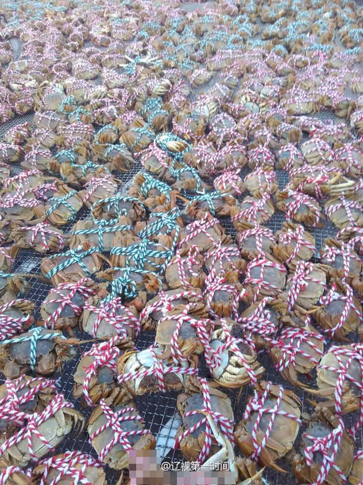 Những con cua béo ngậy và đạt thời điểm thịt trở nên ngọt, ngon nhất trong năm.