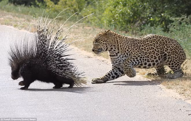 Chú nhím cố bỏ chạy nhưng nó di chuyển quá chậm chạp.