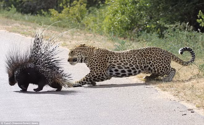 Con báo tìm mọi cách để ăn thịt miếng mồi của mình. Tuy nhiên, những cái lông sắc nhọn của con nhím đã khiến chú báo gặp vô vàn khó khăn.