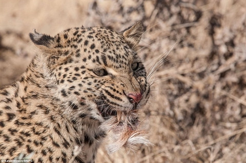  Miệng con báo vẫn còn dính đầy lông của linh dương. 