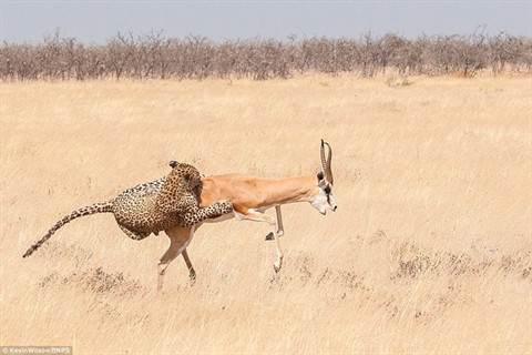  Con báo như bay lên không trung... 