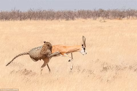  Con báo như bay lên không trung... 