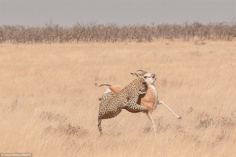  Nhưng thật may mắn, linh dương đã dùng hết sức lực để chạy thoát. 