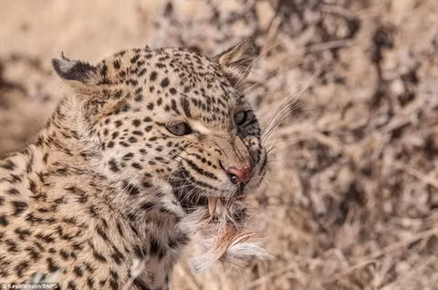  Miệng con báo vẫn còn dính đầy lông của linh dương. 