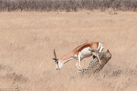  Kevin Wilson cho biết, khoảnh khắc này chỉ diễn ra trong vòng 20 giây. 