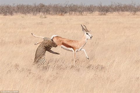  ... để vồ lấy con linh dương. 